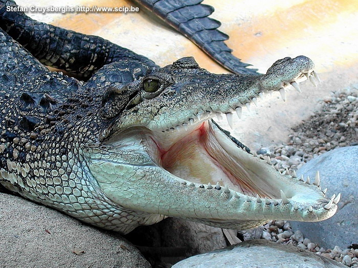 Barcelona Zoo - Crocodile  Stefan Cruysberghs